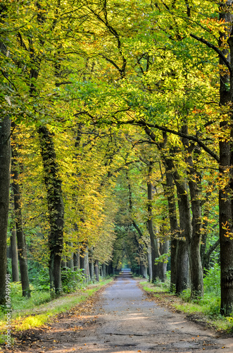 Forest summer landscape. Tourist asphalt road in the green forest.