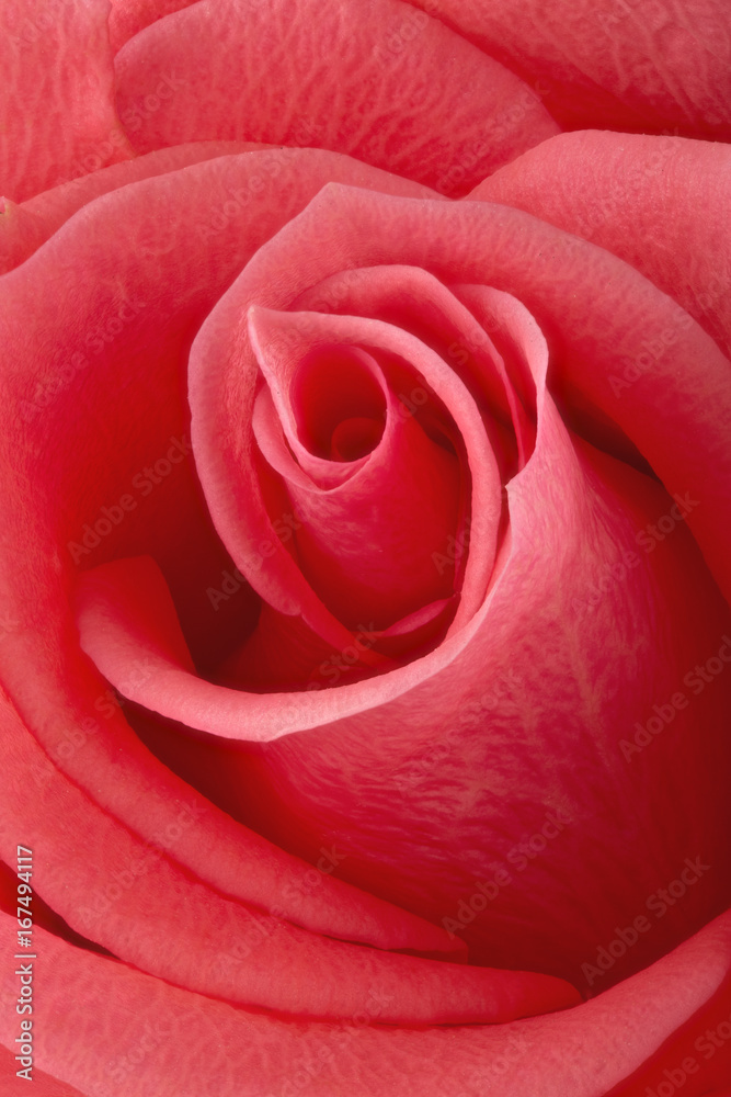 Obraz premium Coral rose flower. Detailed retouch