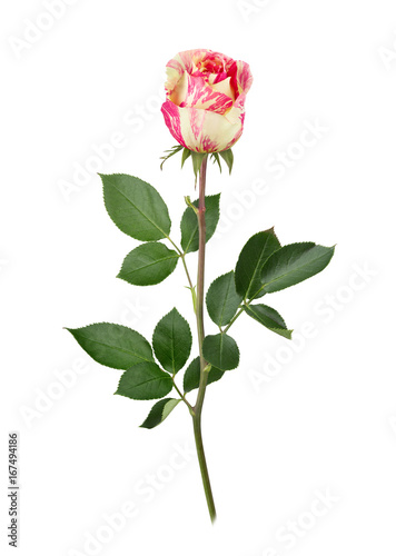Bicolored rose with stem in full depth of field.