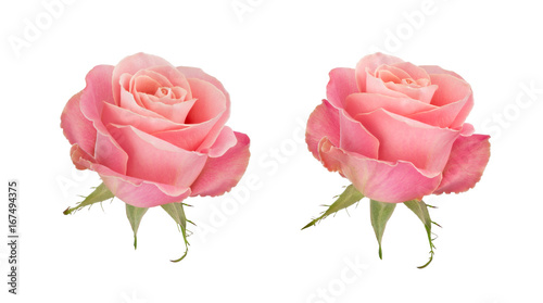 Fototapeta Naklejka Na Ścianę i Meble -  Coral rose flower. Detailed retouch