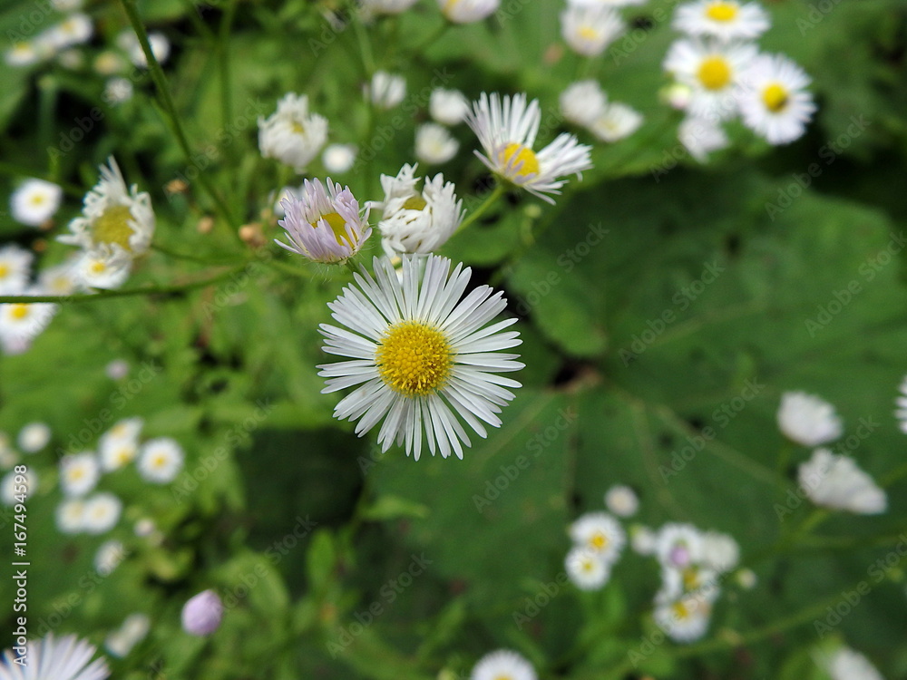 Beautiful yellow and white Marguerite, ox-eye-daisy, Beautiful yellow and white Marguerite, ox-eye-daisy,