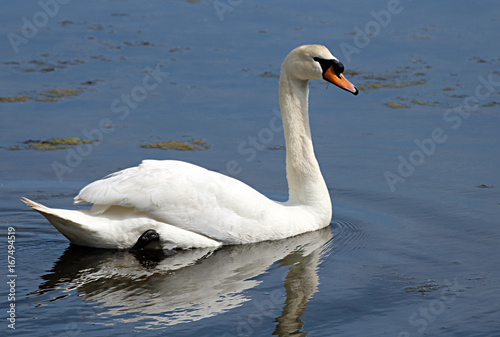 Fototapeta Naklejka Na Ścianę i Meble -  Cisne
