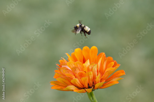 Worker Bee Flying over Flower Petals