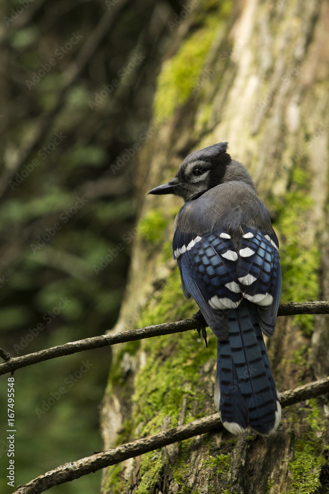 Fototapeta premium Blue Jay in the Woods