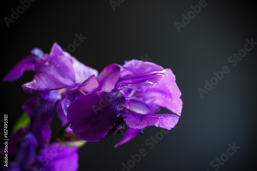 Fototapeta Naklejka Na Ścianę i Meble -  Flower purple iris