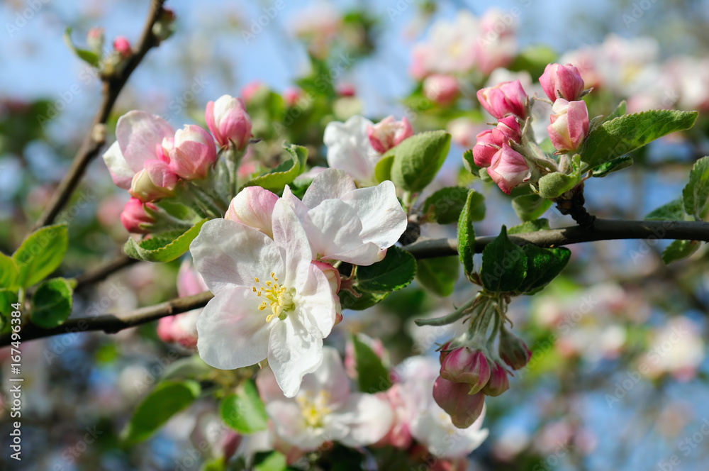 Obraz premium Flowers of an apple tree.