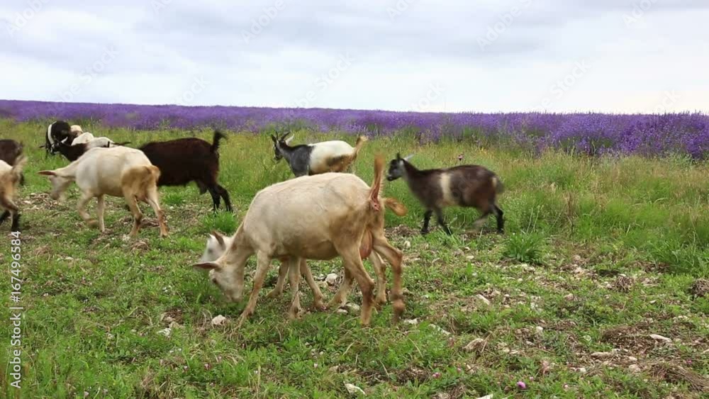 Herd of goats grazes on a green summer field Herd of goats grazes on a green summer field