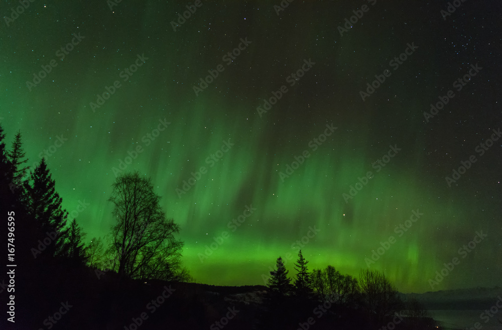 Fence of aurora backlighting stand of trees