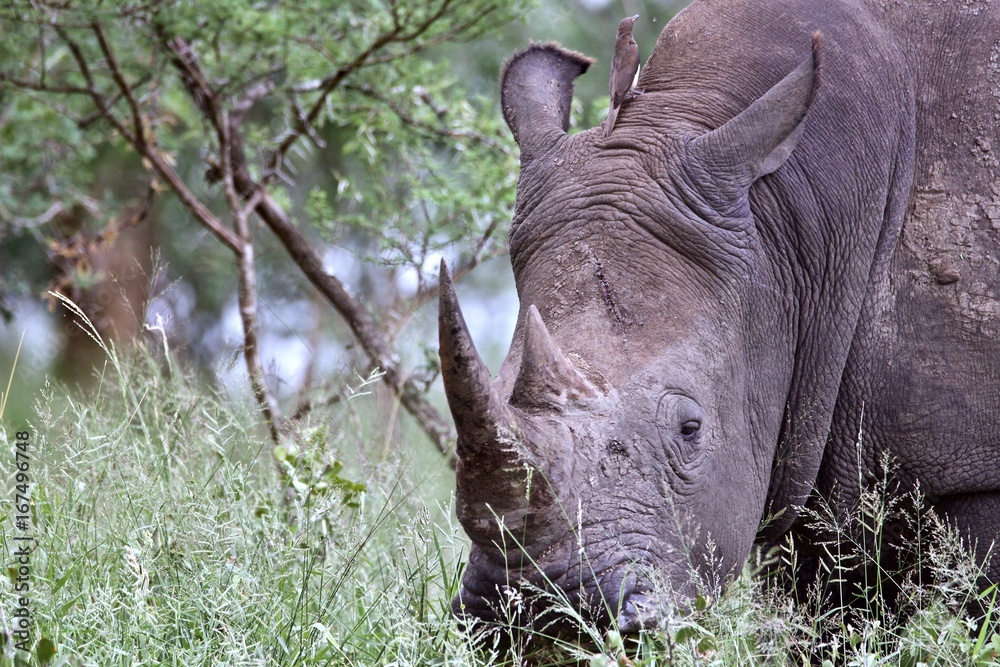 Obraz premium Rhino2