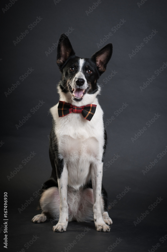Mixed breed black and white dog at studio