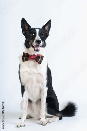 Mixed breed black and white dog at studio © GrasePhoto