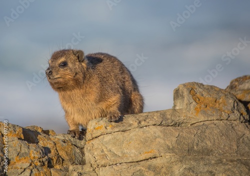 Sun bathing rock hyrax aka Procavia capensis at the Otter Trais at the Indian Ocean
