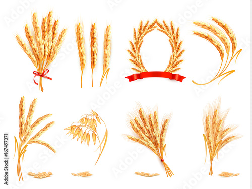 Ears of wheat, oat, rye and barley. Vector illustration.
