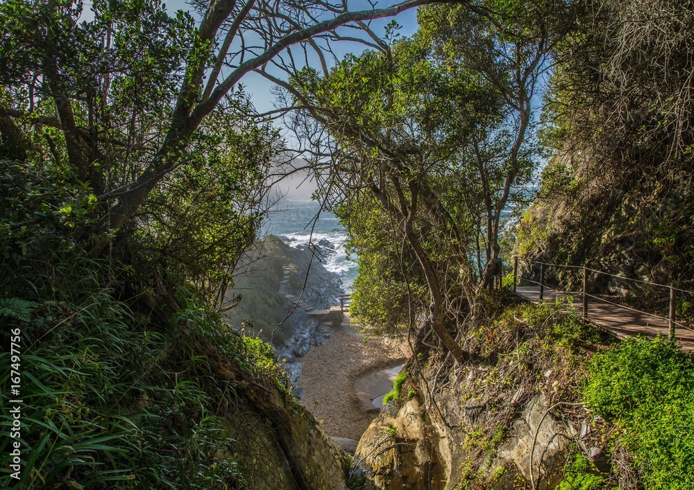 Rain Forest on part of the Otter Trail at the Indian Ocean Rain Forest on part of the Otter Trail at the Indian Ocean