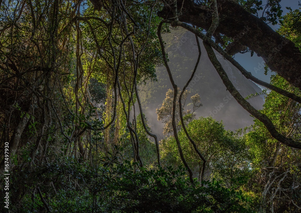 Rain Forest on part of the Otter Trail at the Indian Ocean Rain Forest on part of the Otter Trail at the Indian Ocean