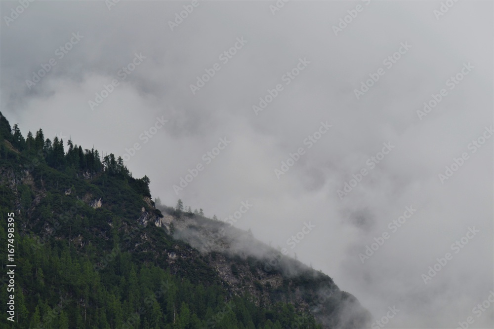 Wald mit Nebel