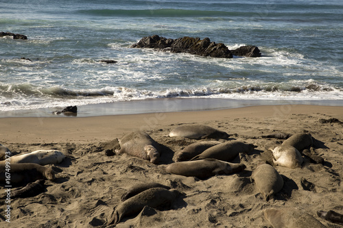 Sea Elephants at California Coast (Pacific Coast Highway, USA)