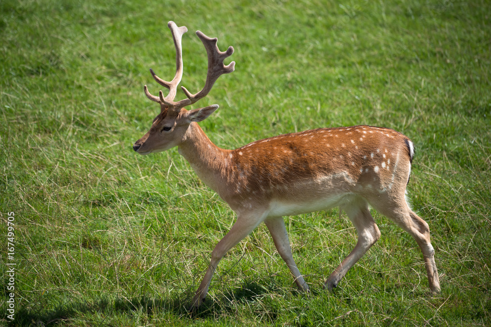 Sika Deer (Cervus nippon)