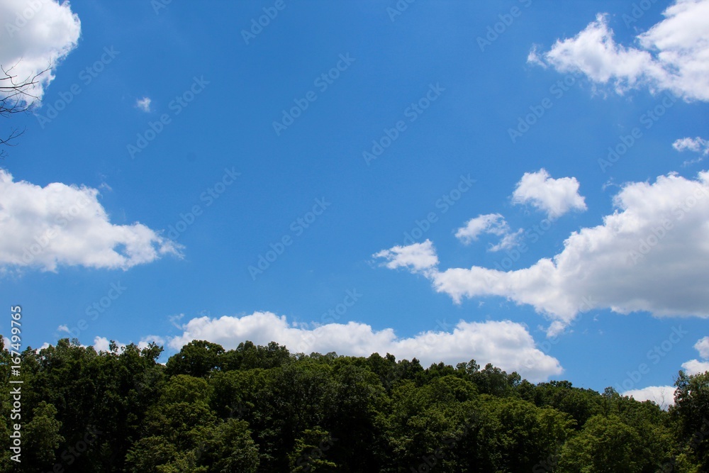 The white cloudscape over the treetops.