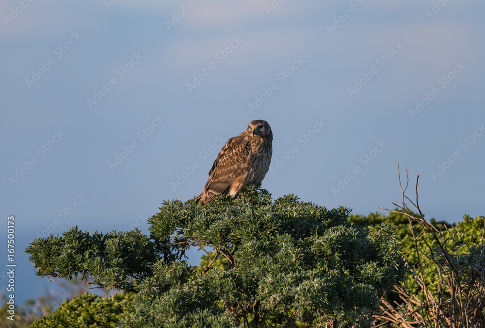 A Northern Harrier near the Pacific Ocean A Northern Harrier near the Pacific Ocean