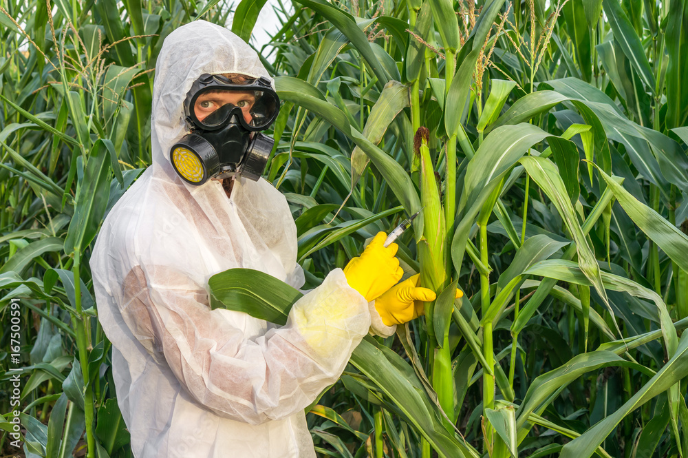 GMO scientist in coveralls genetically modifying corn (maize) - obrazy, fototapety, plakaty 