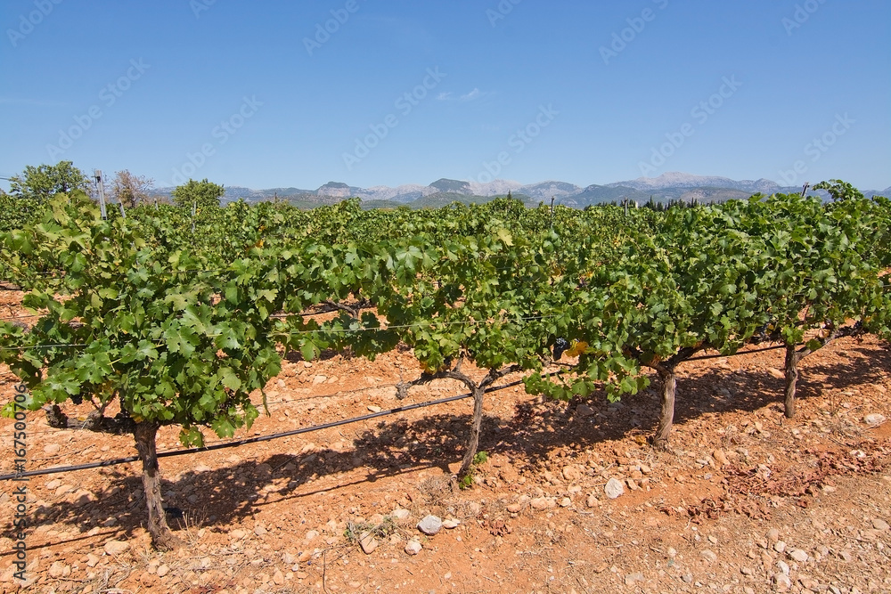 Ripe grapes in Mallorca vineyard