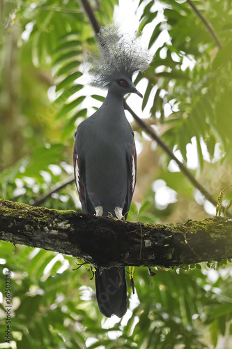 Western crowned pigeon, (Goura cristata), Aiduma Island, Triton Bay, near mainland New Guinea, Western Papua, Indonesian controlled New Guinea, on the Science et Images 