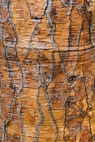 Tuna Tree Trunk Detail View