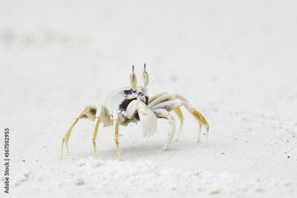 Beach sand crabs, Lowland rainforest, Karawawi River, Kumawa Peninsula, mainland New Guinea, Western Papua, Indonesian controlled New Guinea, on the Science et Images Beach sand crabs, Lowland rainforest, Karawawi River, Kumawa Peninsula, mainland New Guinea, Western Papua, Indonesian controlled New Guinea, on the Science et Images