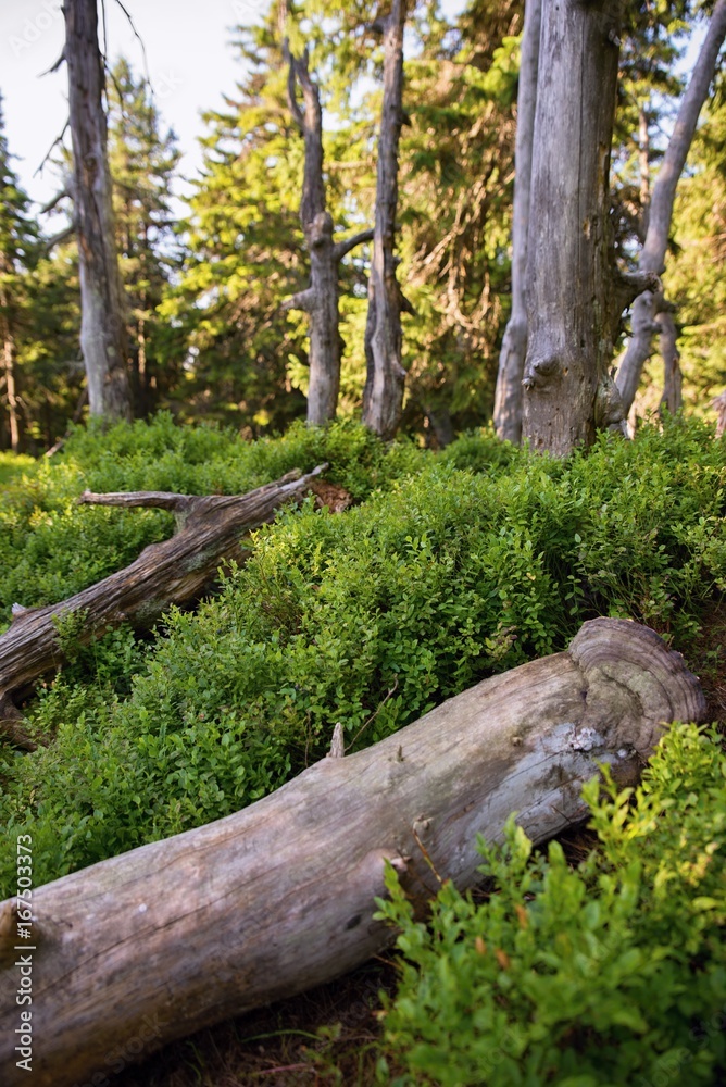 Blueberry growth, fallen treetrunk and mountain forest, Krkonose, Czech republic. Blueberry growth, fallen treetrunk and mountain forest, Krkonose, Czech republic.