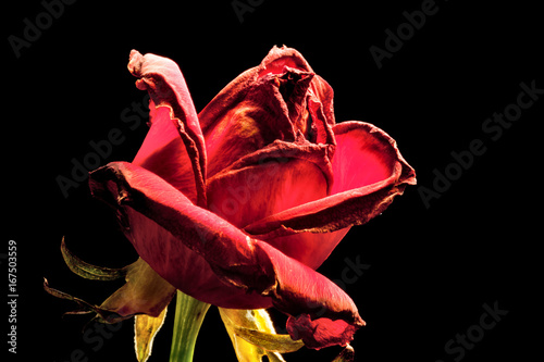 Vászonkép red withered rose on a black background