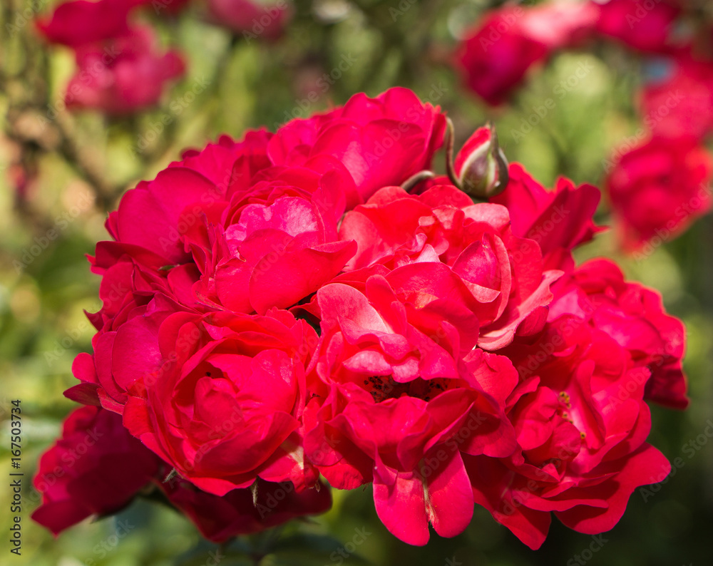 Fototapeta premium Roses