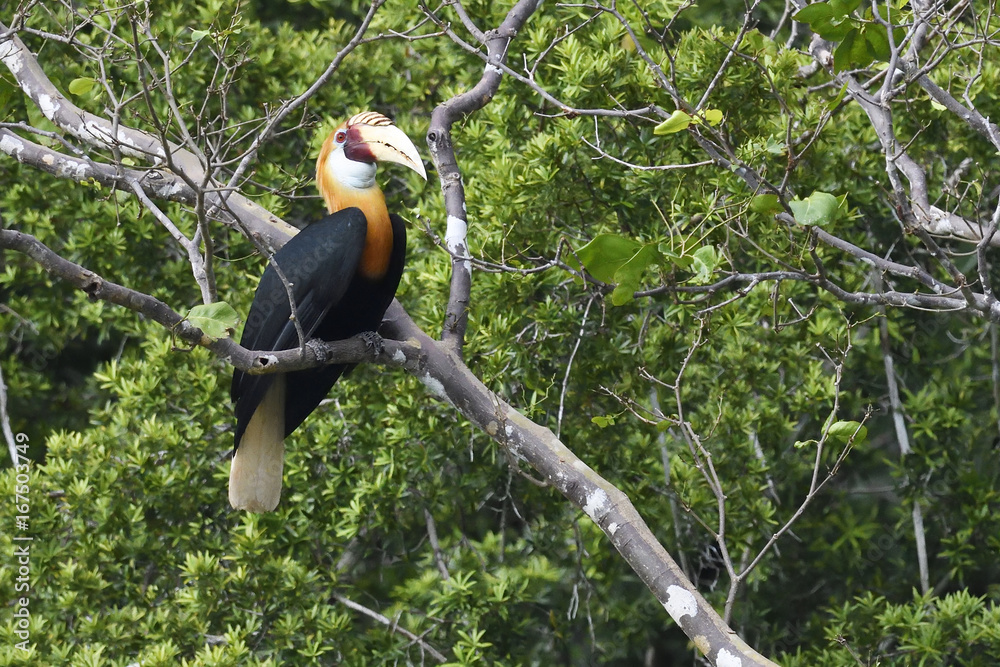 Papuan or Blyth's hornbill (Rhyticeros plicatus), Triton Bay rainforest, Mainland New Guinea, Western Papua, Indonesian controlled New Guinea, on the Science et Images Papuan or Blyth's hornbill (Rhyticeros plicatus), Triton Bay rainforest, Mainland New Guinea, Western Papua, Indonesian controlled New Guinea, on the Science et Images