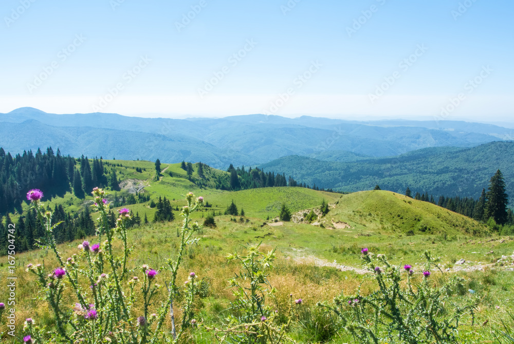 A view to Carpatian mountais, fir-tree forest a green valley and a path over the hill with purple flowers of mountain thistle at the foreground, Bucegi natural park, Sinaia, Romania.