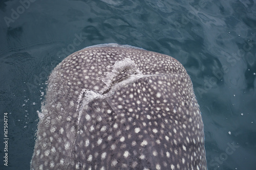 Whale shark swimming ecotourism (Rhincodon typus) near a Fishing platform, Bitsyara Bay, Mainland New Guinea, Western Papua, Indonesian controlled New Guinea, on the Science et Images 