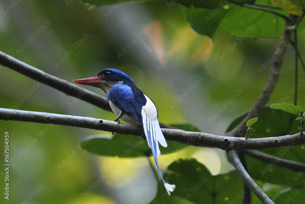 Common paradise kingfisher (Tanysiptera galatea), Waigeo, Raja Ampat,  Western Papua, Indonesian controlled New Guinea, on the Science et Images  "Expedition Papua, in the footsteps of Wallace”, by Iris Foundation Stock  Photo