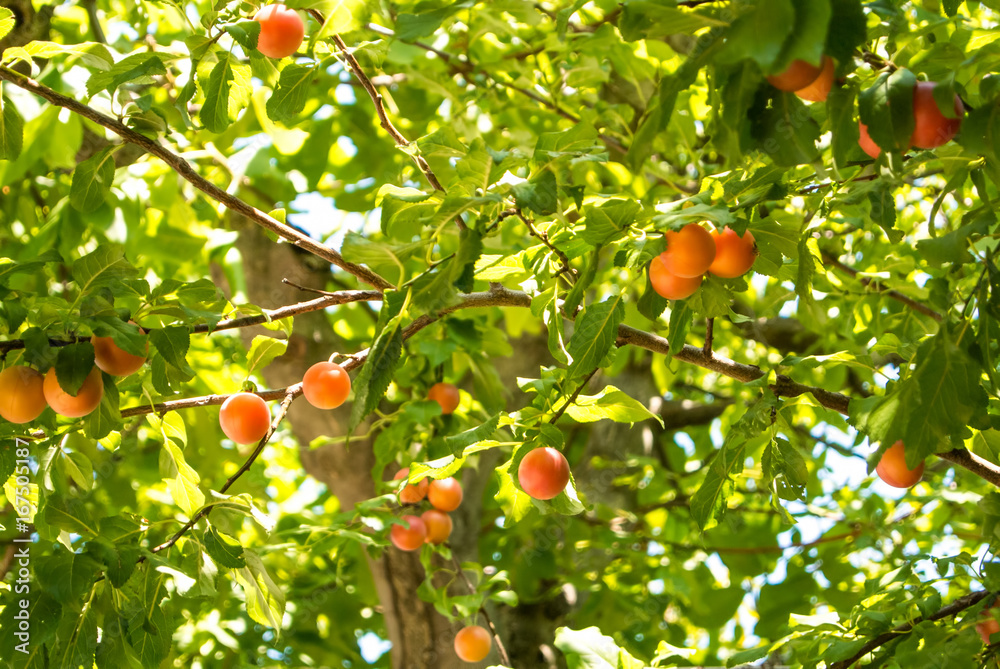Fresh ripe orange cherry-plums hanging on a tree branch in orchard on natural light.