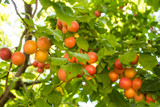Fresh ripe orange cherry-plums hanging on a tree branch in orchard on natural light.