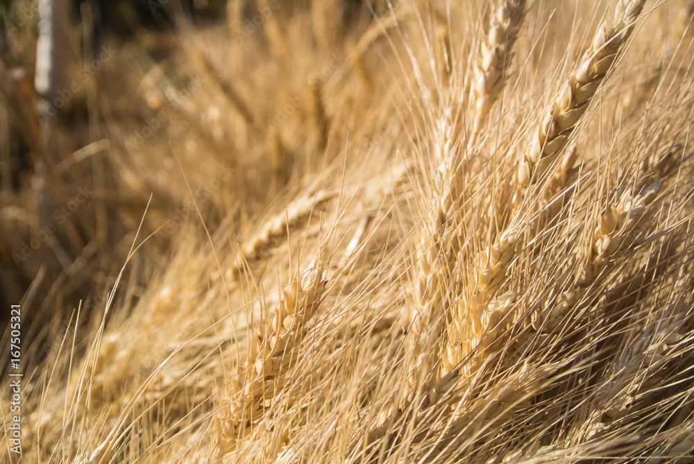 Fototapeta premium Background of close-up macro golden wheat ears, warm sunshine light above the field, Russia.