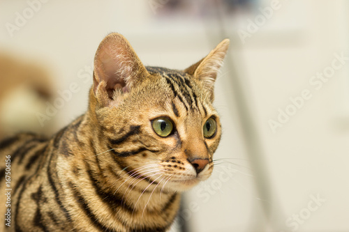 Fototapeta Naklejka Na Ścianę i Meble -  Bengali cat at the age of 5 months close-up portrait