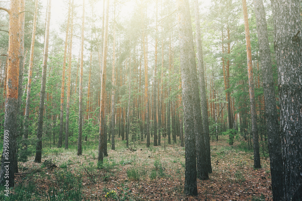 Fototapeta premium Morning fog and light in woodland, forest with trees, nature park