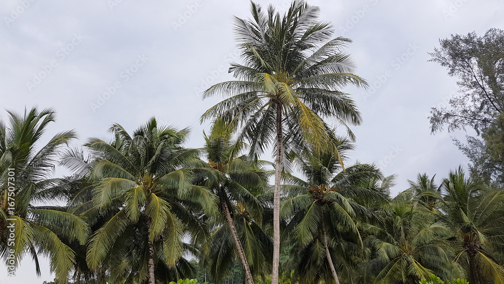 Palm trees awaiting the rain