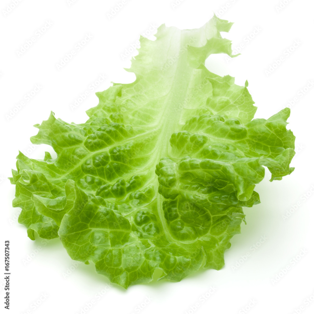 fresh green lettuce salad leaves isolated on white background fresh green lettuce salad leaves isolated on white background