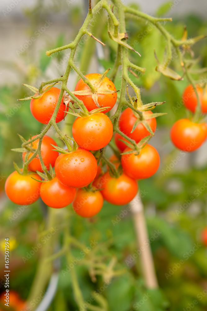 Cherry Tomaten