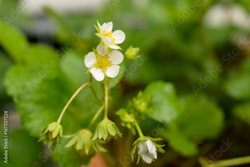 Blüte einer Erdbeeren pflanze