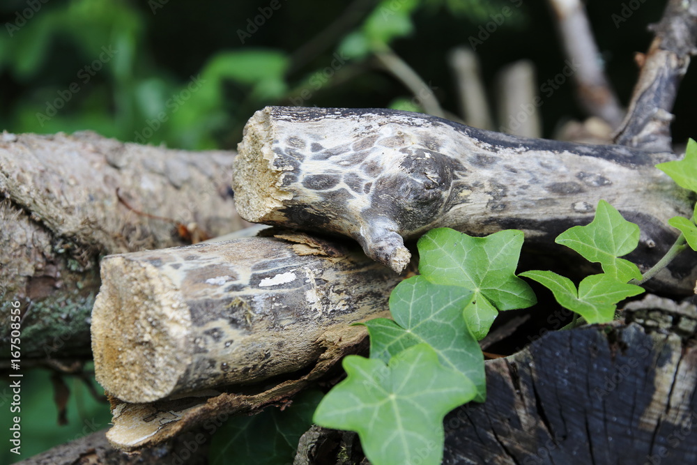 Holzstamm, Holz, Holzstapel