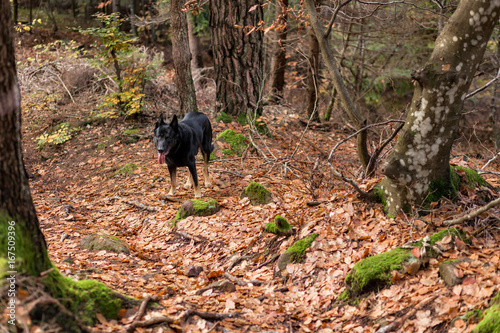 Black dog in the woods on a carpet of dry leaves