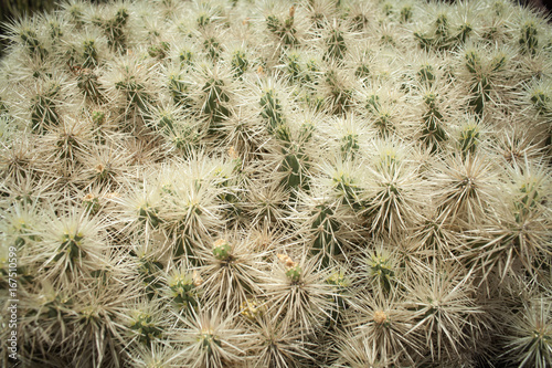 cactus spines
