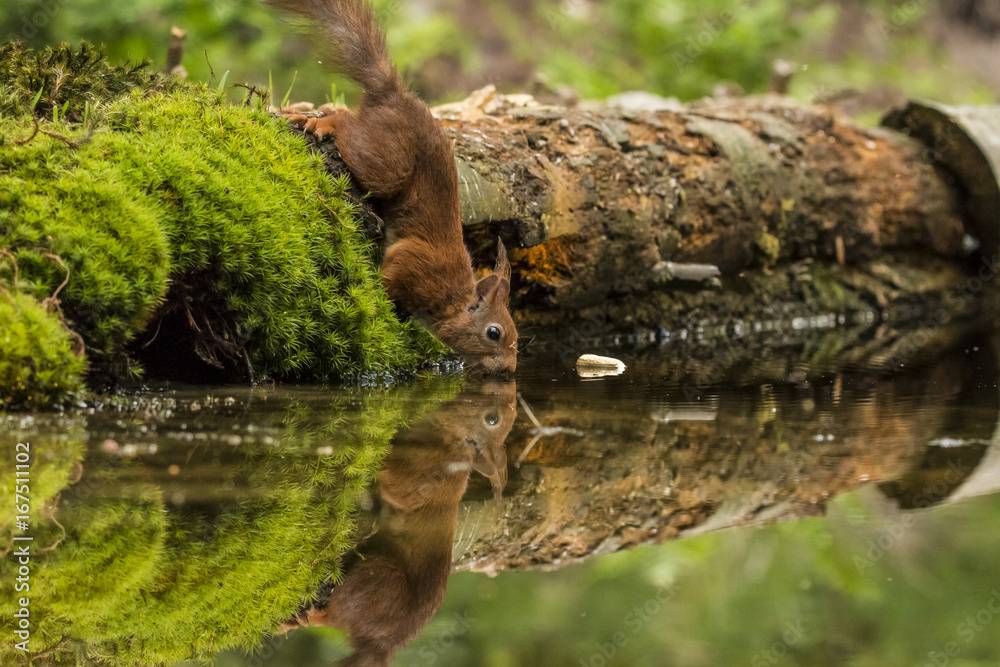 Fototapeta premium Red Squirrel
