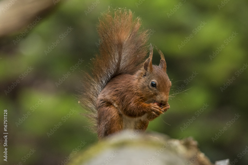 Red Squirrel